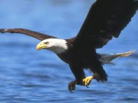 /album/peterquimica/aguila-jpg/