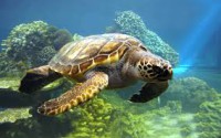 /album/peterquimica/tortuga-jpg/